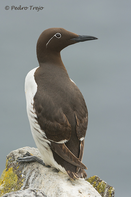 Arao común (Uria aalge)